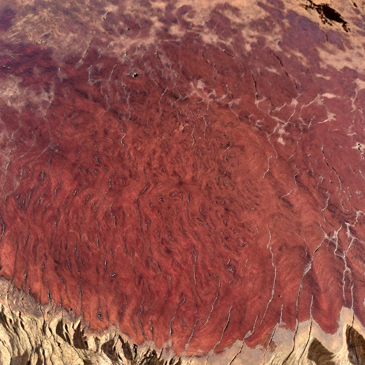 Jarrah Burl Slice 162